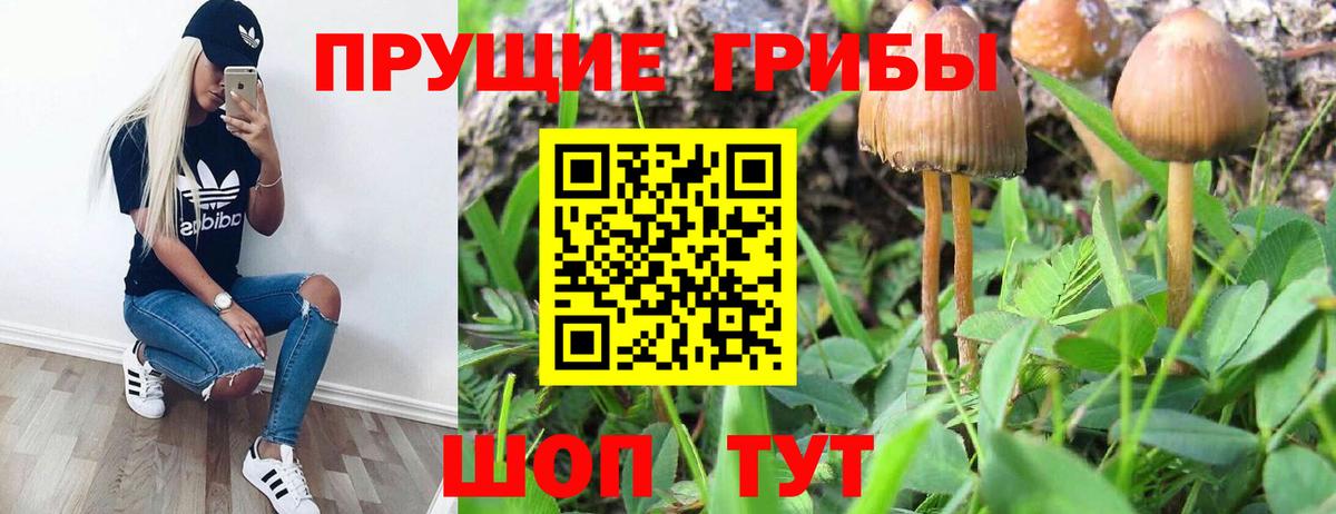 Псилоцибиновые грибы Cubensis  Вход с VPN  Великие Луки 